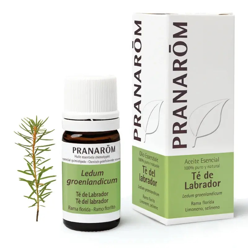 Pranarom Labrador Tea Essential Oil, 5ml